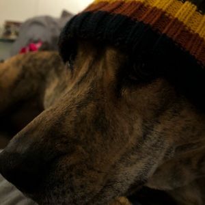 Meet your Posher, Noel